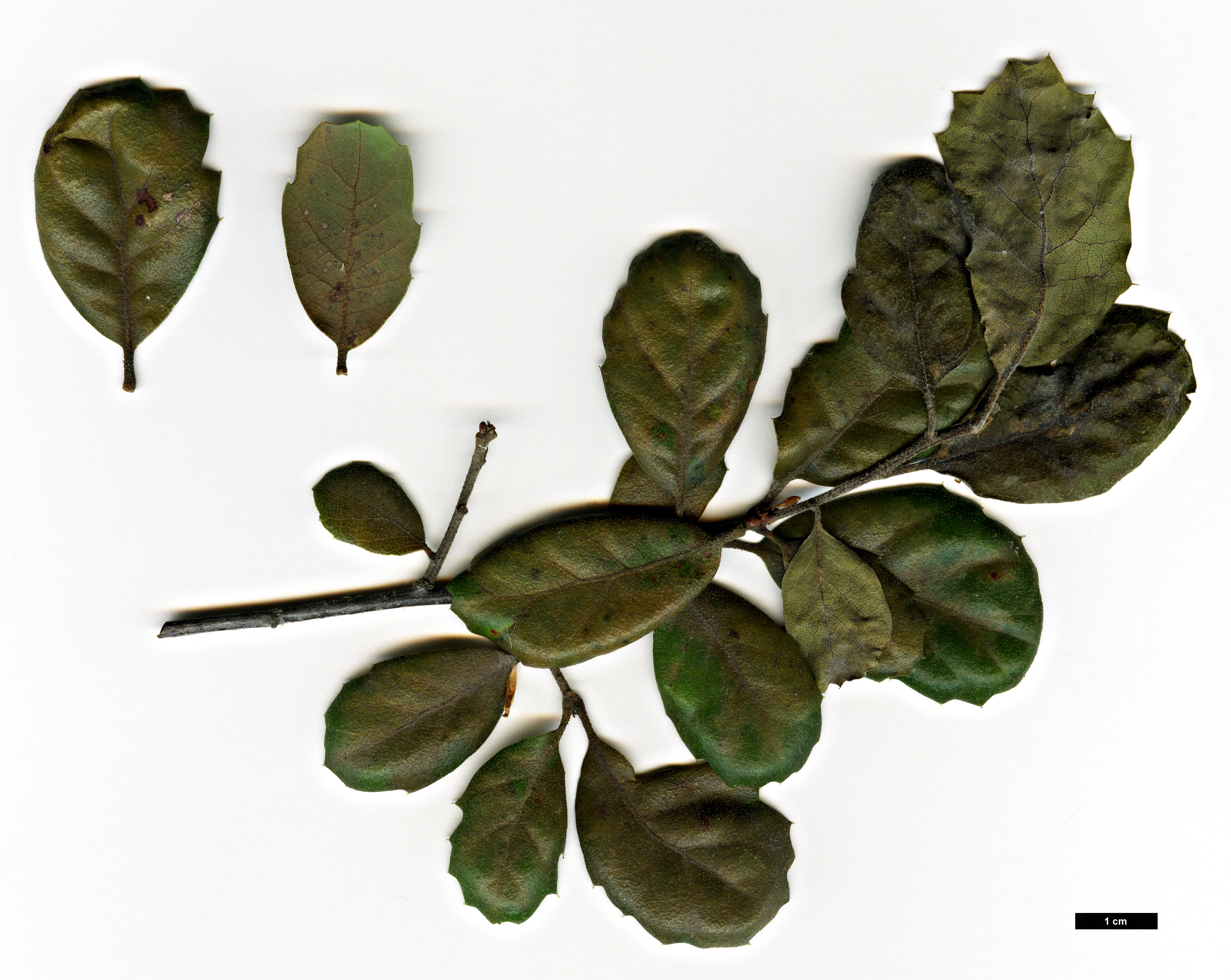 High resolution image: Family: Fagaceae - Genus: Quercus - Taxon: durata - SpeciesSub: var. durata
